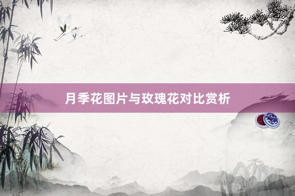 月季花图片与玫瑰花对比赏析